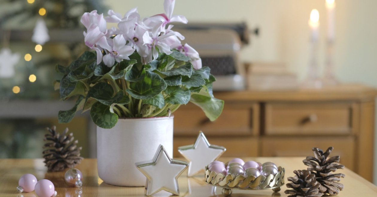 A legnépszerűbb karácsonyi cserepes virágok bemutatása és gondozása