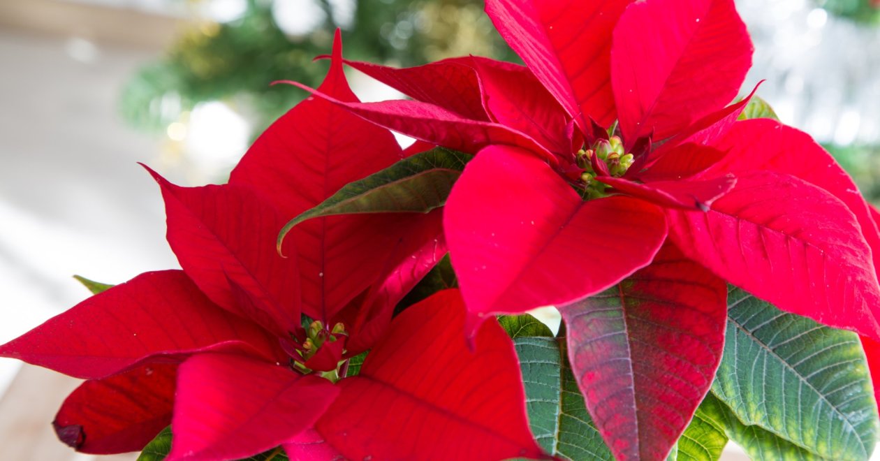 Hogyan lesz piros a mikulásvirág? Tippek a virágoztatáshoz