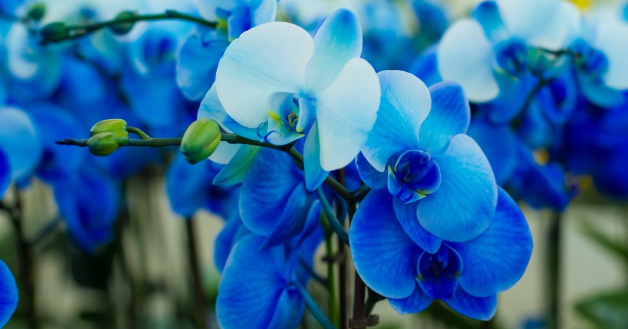 A legszebb orchidea fajták: ezeket add ajándékba idén karácsonykor