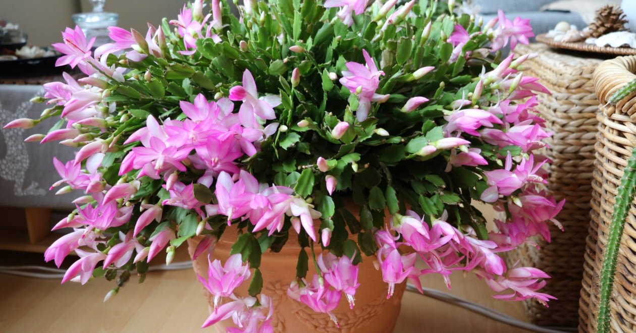 Öreg karácsonyi kaktusz? Mutatjuk, hogyan fiatalíthatod meg