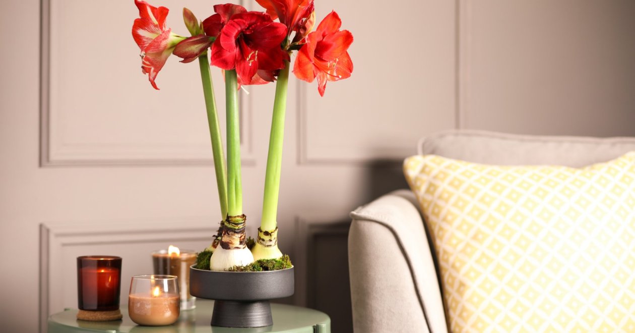 Föld nélküli amarillisz nevelés: vízben vagy viaszosan is csodás