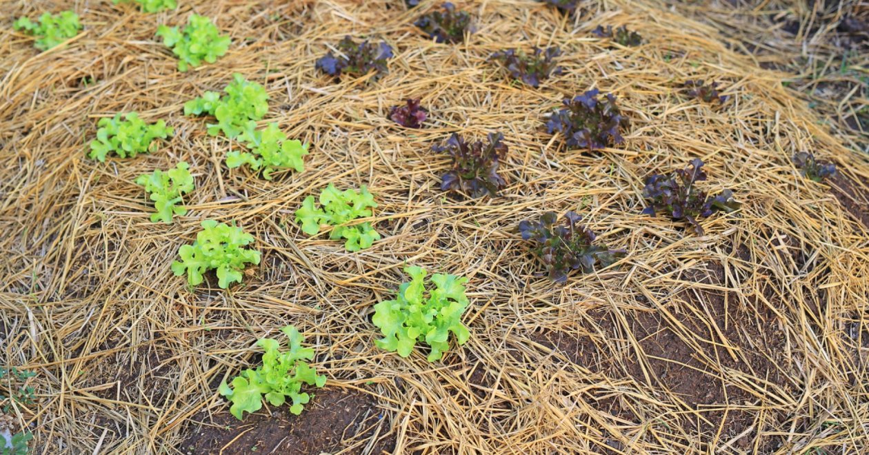 A mélymulcs készítése: magyar ökológus által kifejlesztett módszer