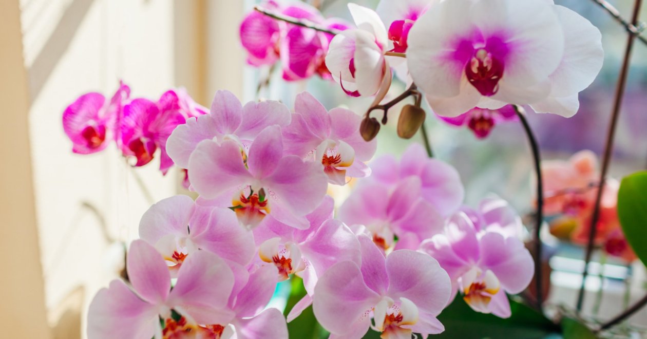 Orchideabetegségek: Hogyan ismerd fel és mit tegyél ellenük?