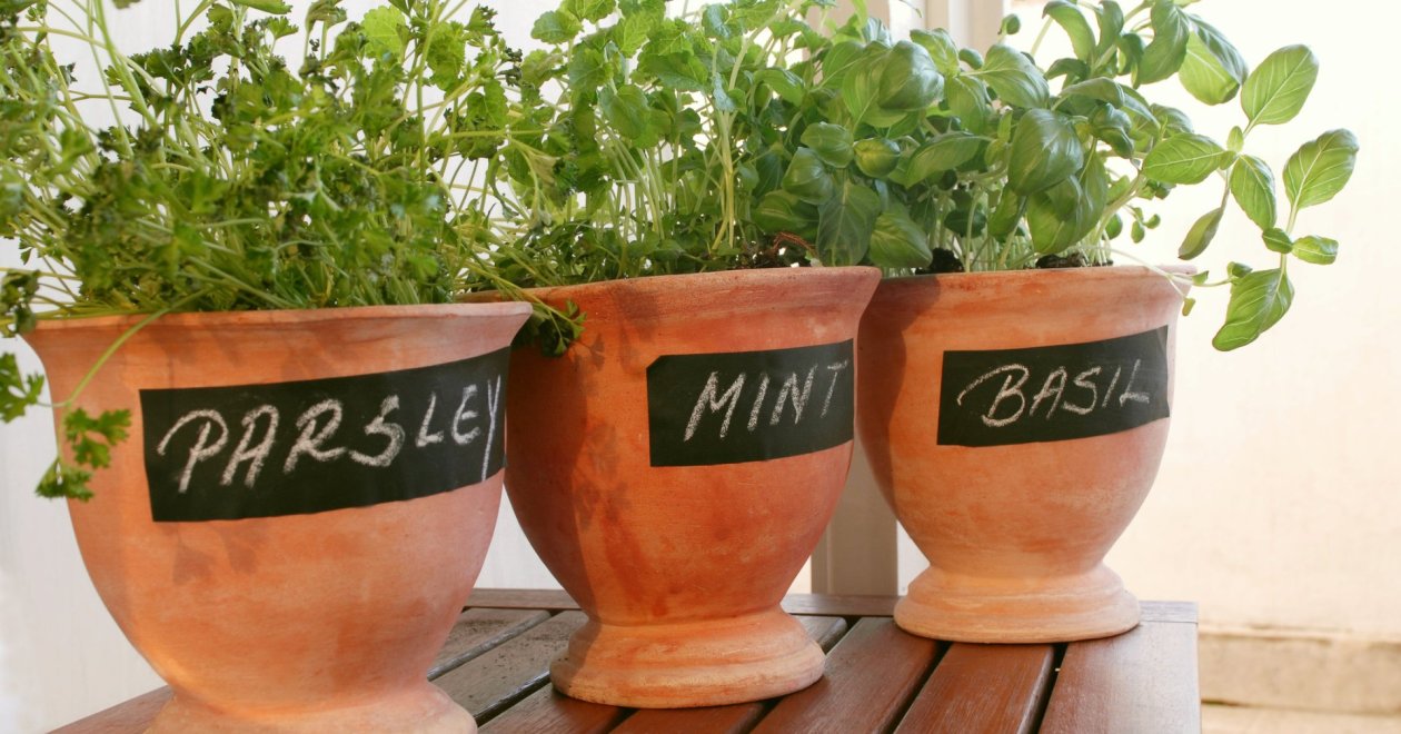 A legfinomabb fűszernövények fajtái: így lehet konyhai fűszerkerted