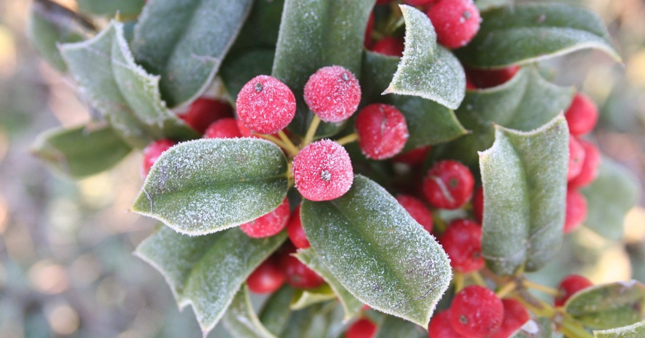 A legszebb piros bogyós karácsonyi növények gondozása és felhasználása