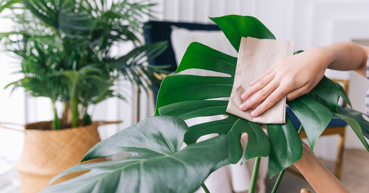 A szobanövények ápolása télen: komposzttea és levélfényesítés trükkök