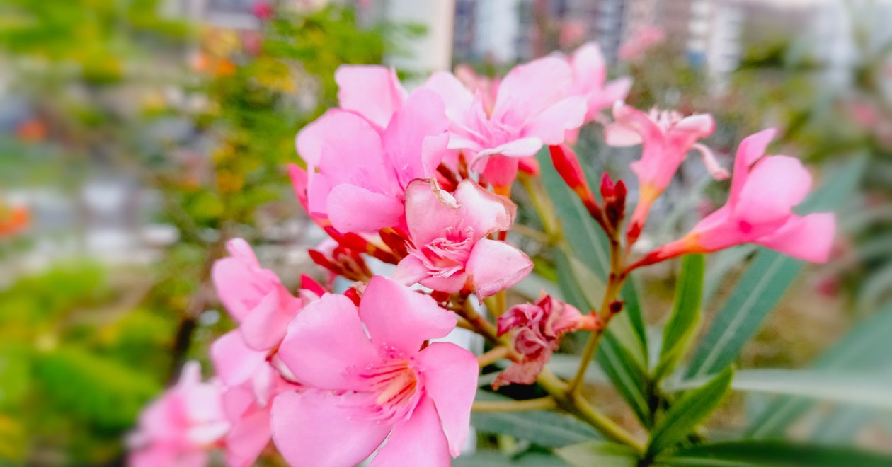 Sikeres leander teleltetés: Hogyan védd meg növényedet a kártevőktől?