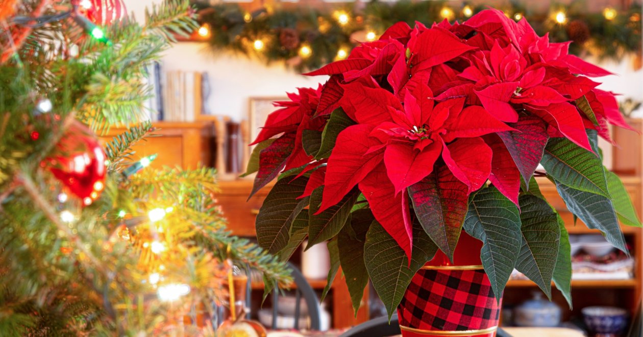 Mikulásvirág tápoldat házilag: egyszerű megoldások a konyhából