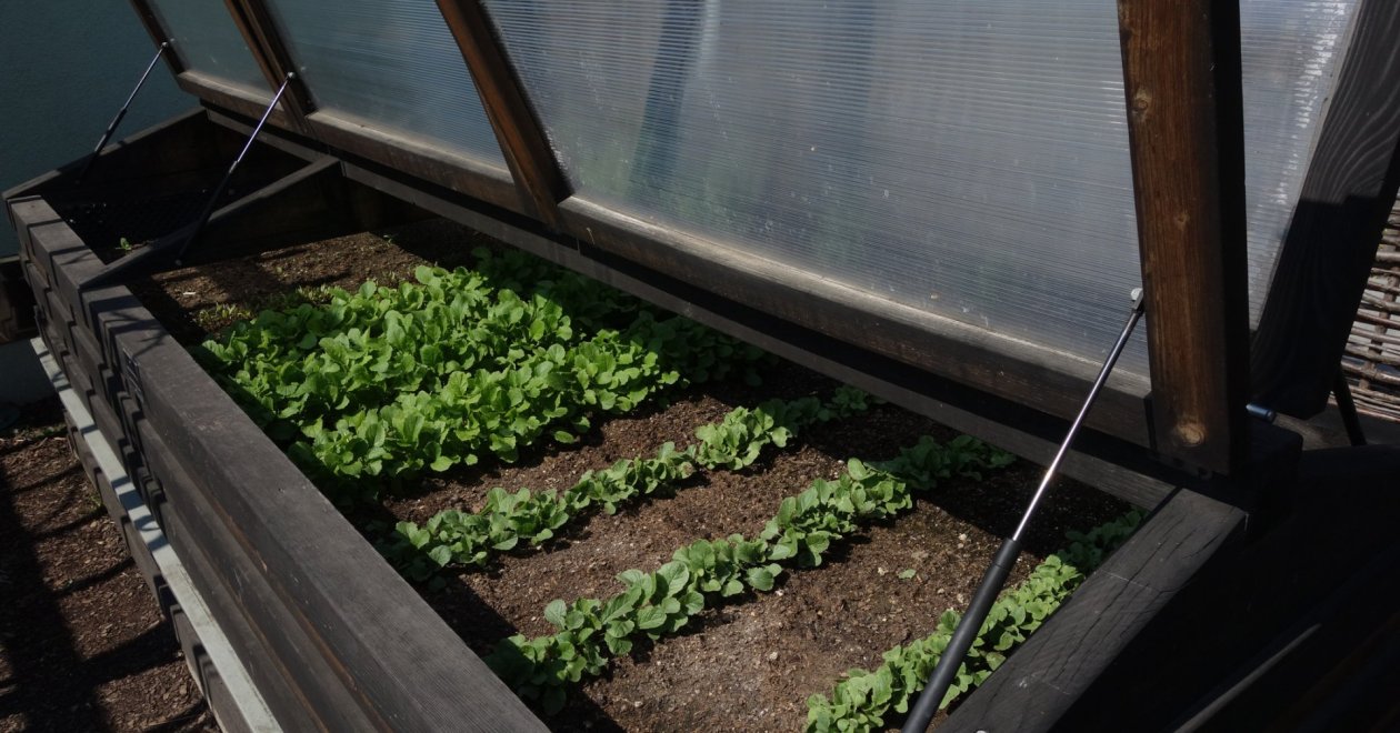 Hidegágy készítése egyszerűen: kezdjük el hamarabb a palántanevelést