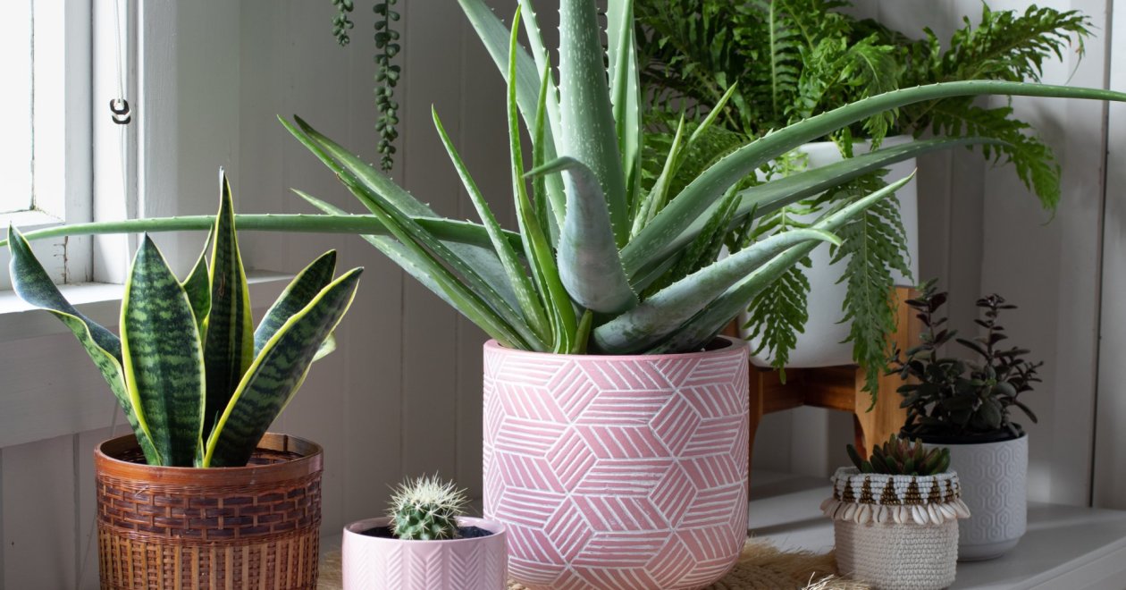 Aloe vera gondozása lakásban: így lesz hosszú életű a gyógynövényed