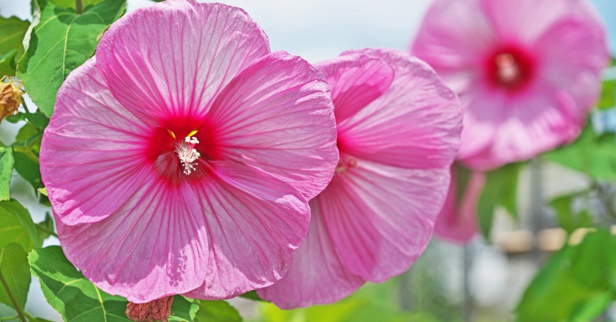 Hibiszkusz teleltetése: ezek a leggyakoribb hibák, amiket kerülj el