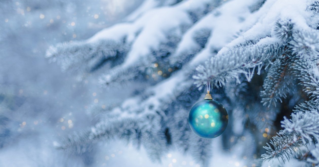 Az ezüstfenyő legszebb fajtái: klasszikus kedvencek és különlegességek