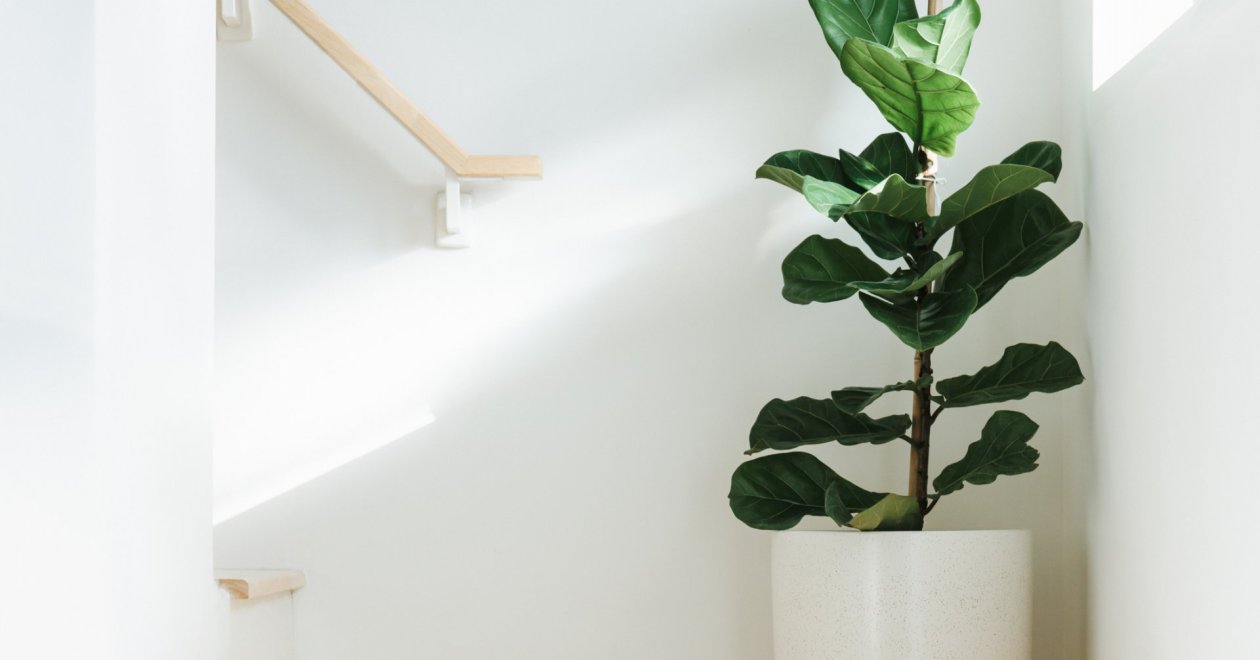 Lantlevelű fikusz gondozása, szaporítása és elágaztatása egyszerűen