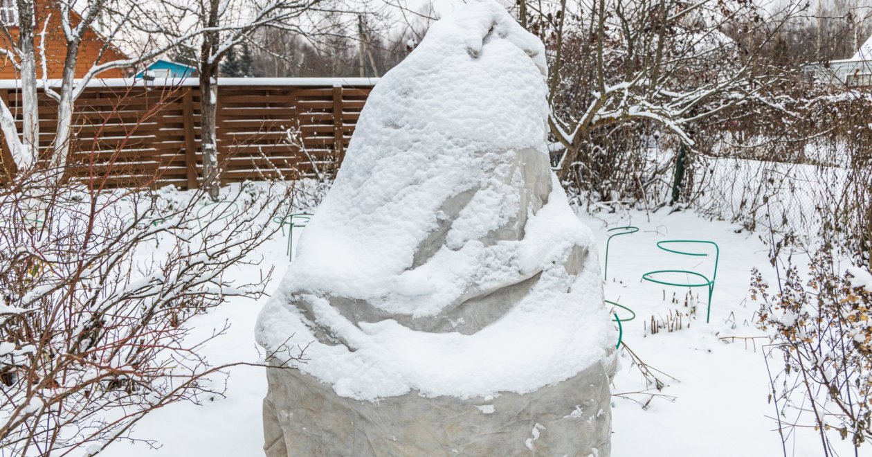 A pálma teleltetése közben: Mire figyeljünk a tél folyamán?