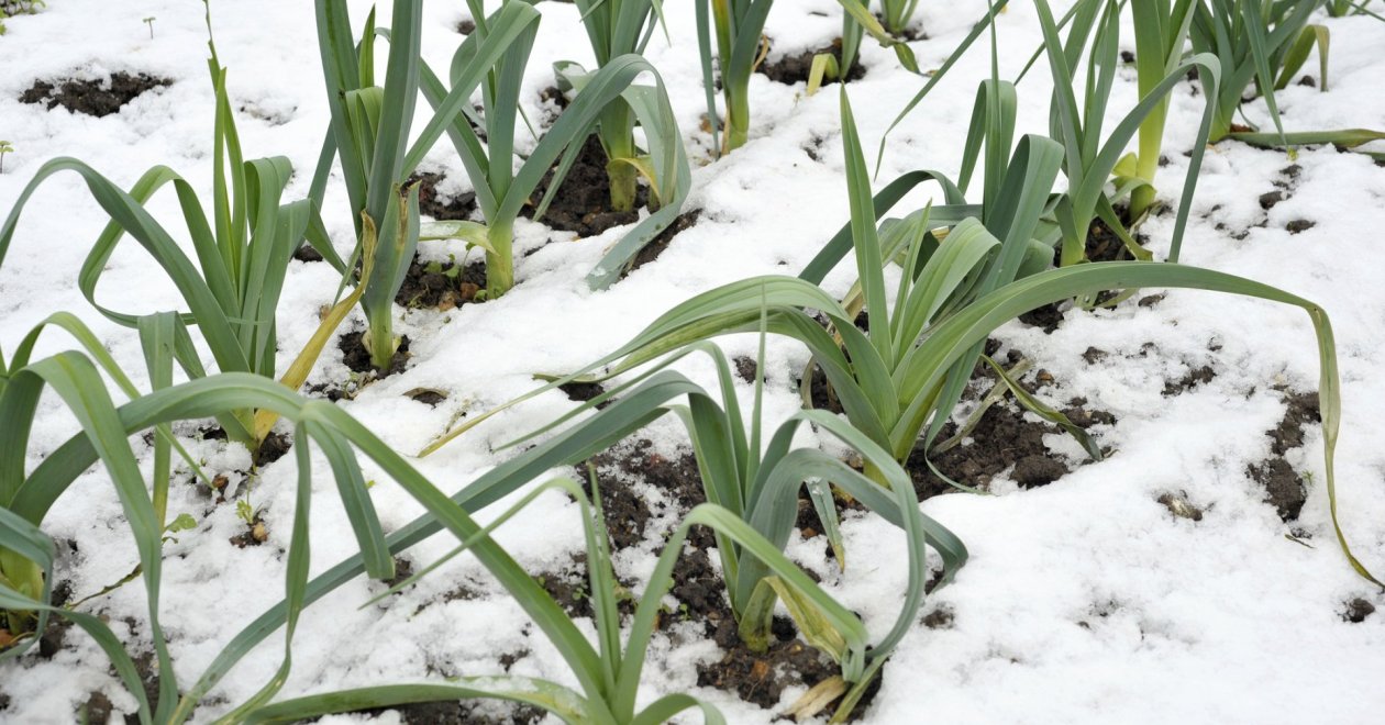 Téli sarjadékhagyma termesztés: friss zöldség a leghidegebb hónapokban