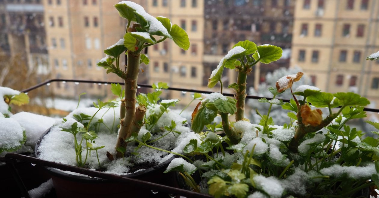 Balkon növények teleltetése: tippek a sikeres téli gondozáshoz
