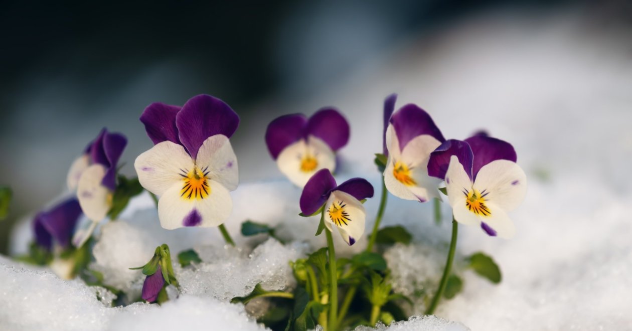 A legszebb fagytűrő évelő virágok: így gondozd őket télen