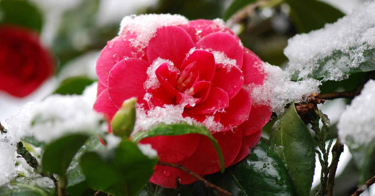 A télen is virágzó karácsonyi kamélia gondozása az erkélyen és kertben