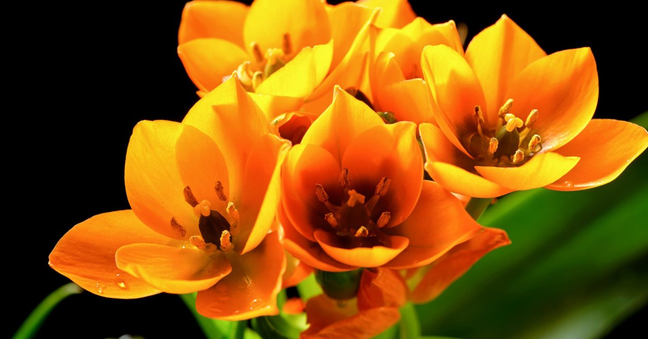 Betlehem csillaga: Kevesen ismerik, pedig csodálatos szobanövény