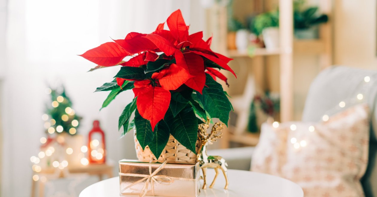 Felkopaszodott mikulásvirág elleni tippek! Így előzd meg idén