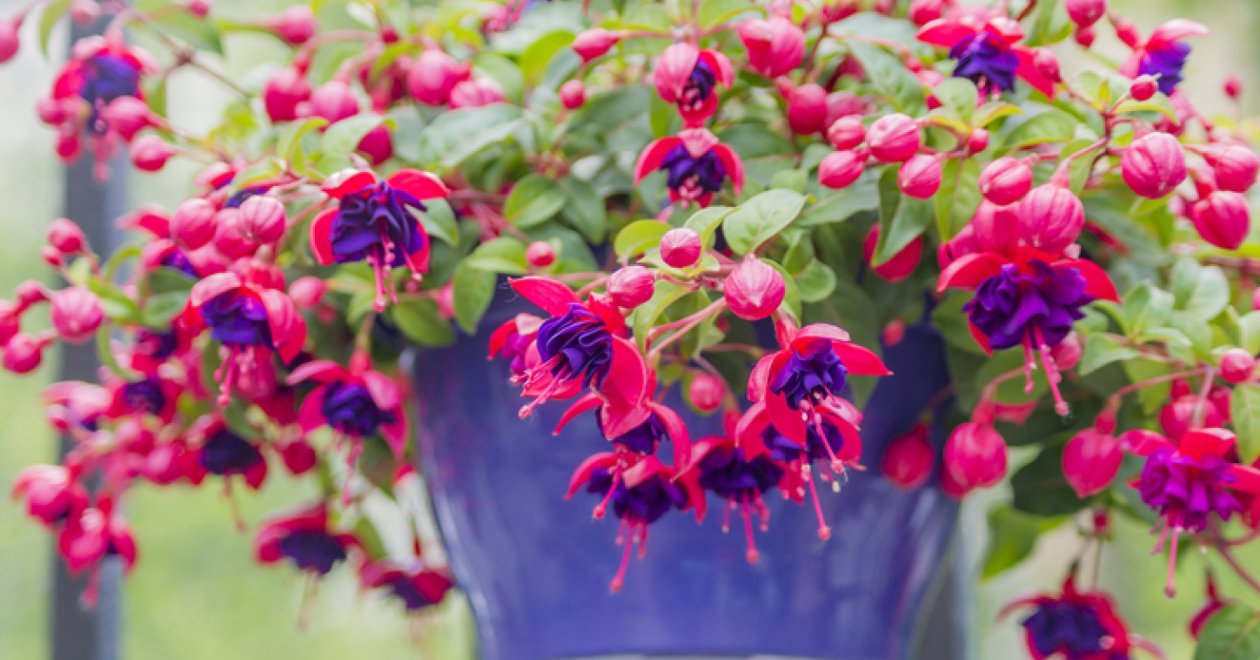 A fukszia teleltetése: gyors mentőakció a fagyok előtt