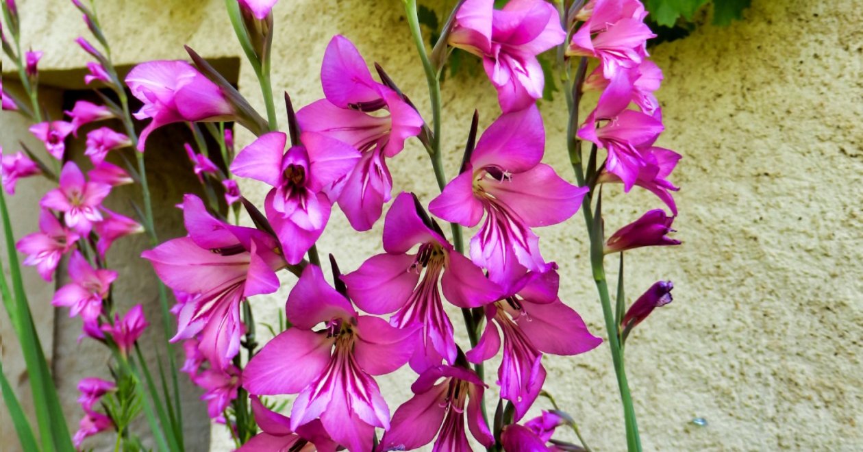 Télálló, bizánci kardvirág gondozása: ezt télre sem kell felszedned