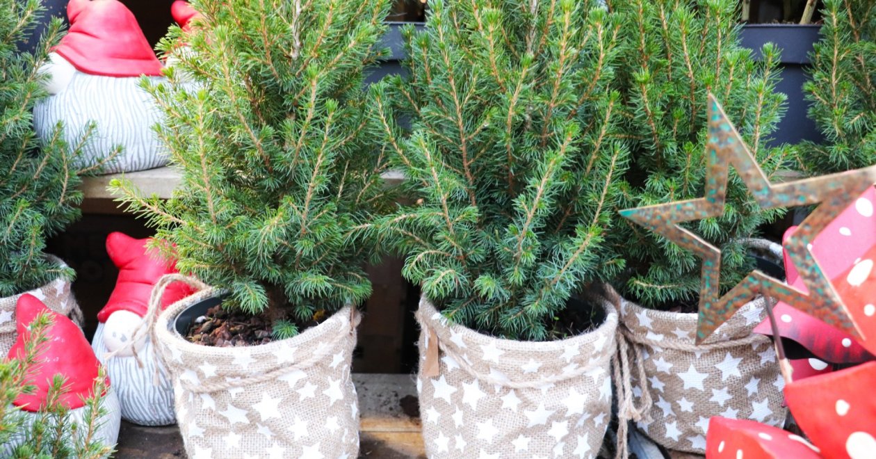 Cserepes fenyő gondozási útmutató: tippek beltérre és kültérre