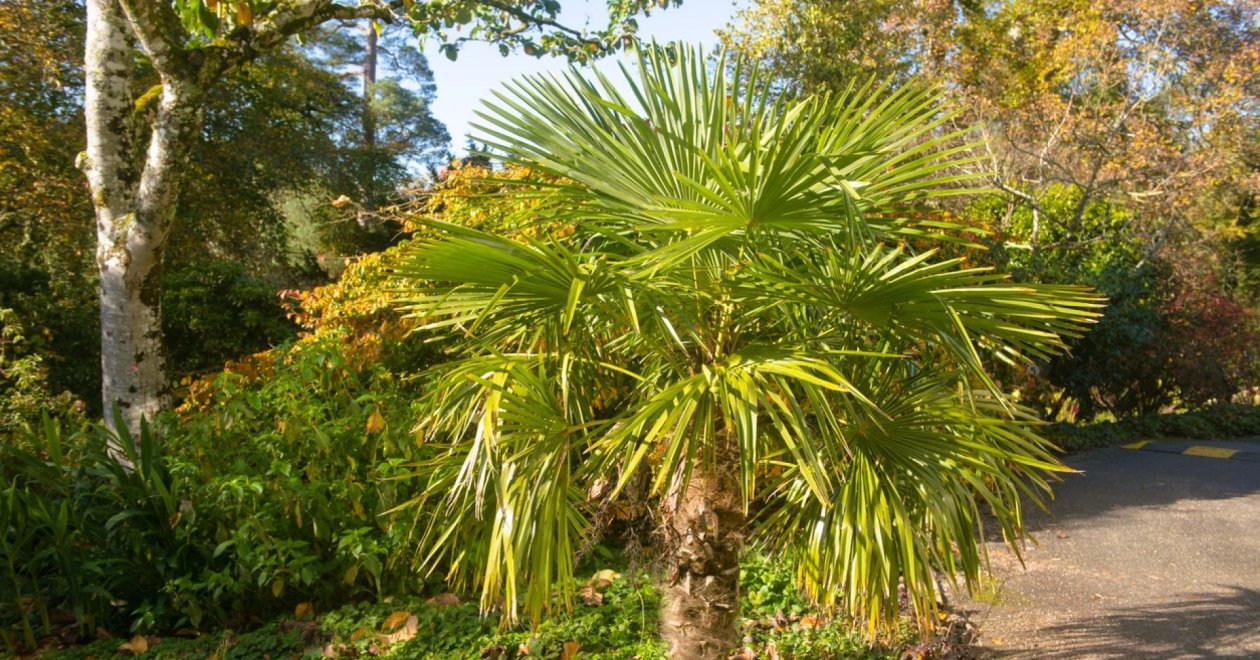 Japán kenderpálma télen: bár bírja a hideget, azért érdemes takarni