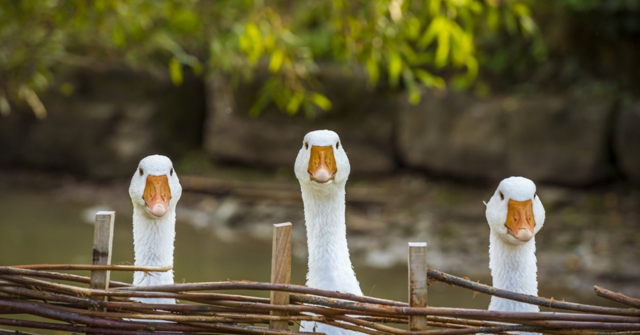 A liba gondozása és tolltépése: régen mindennapos volt, ma már tiltják