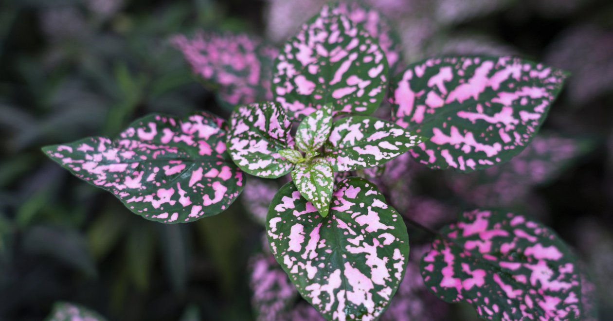 Pöttyös levelű szobanövények: egy kis játékosság a lakásban