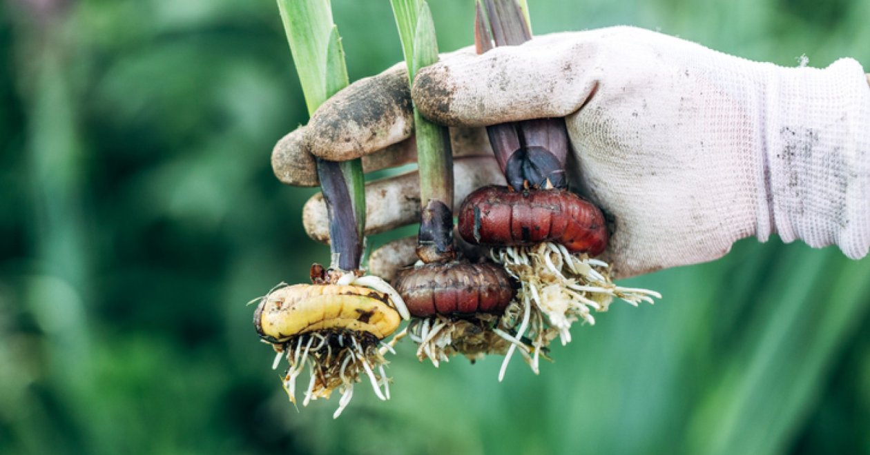 Gond lehet, ha a földben hagytam a kardvirág gumóit? Nézzünk utána
