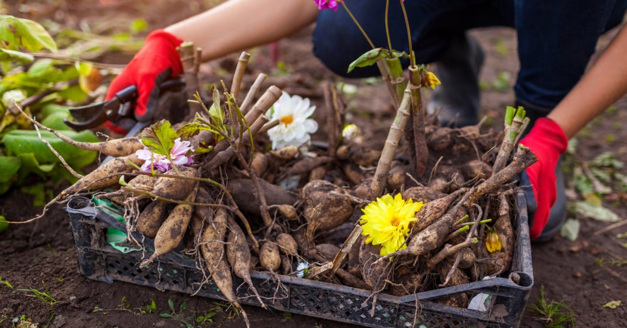Dália gumók teleltetése: így szedd fel és tárold a dáliákat télen
