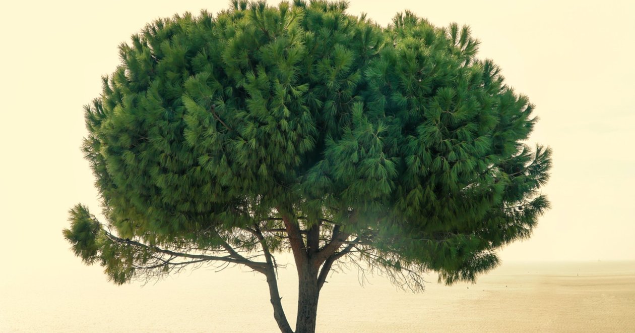 Mutatunk 5 okot, amiért a télálló mandulafenyő tökéletes választás