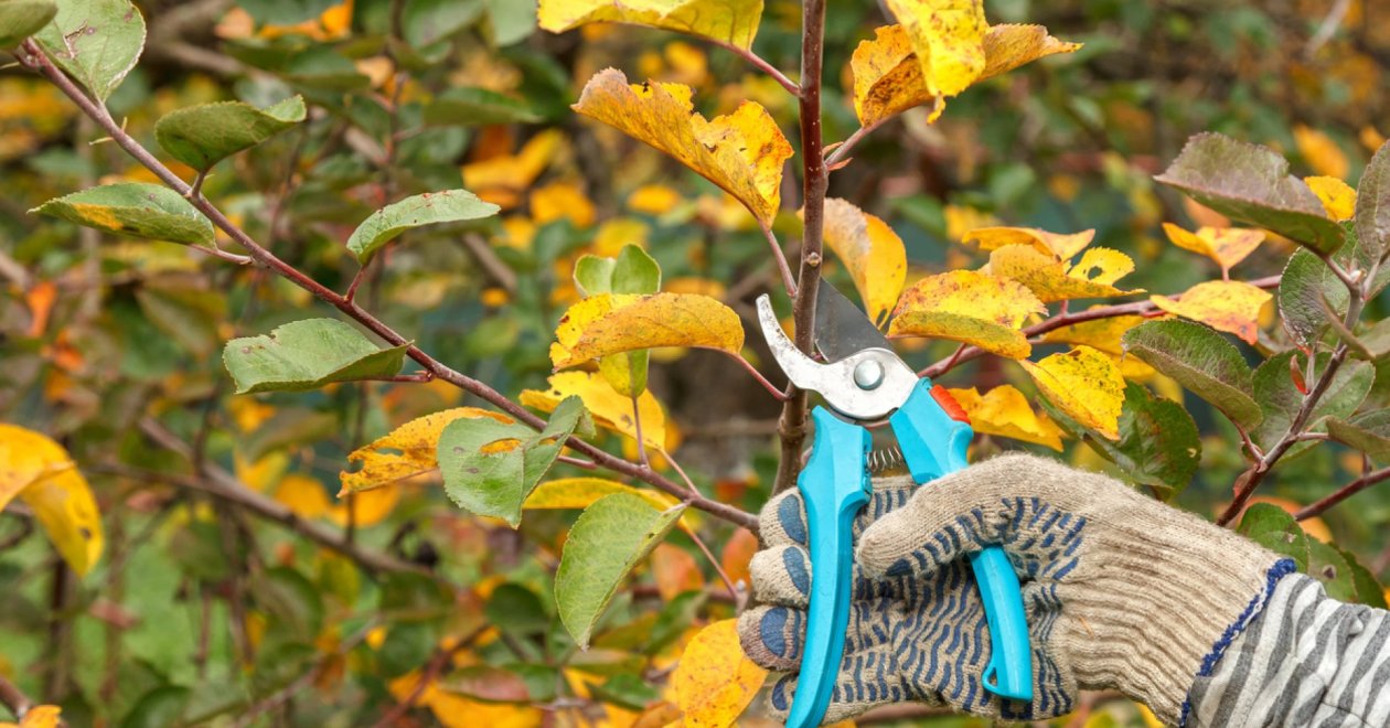 Agrárszakértő tanácsai a gyümölcsfa őszi metszéséhez – így vágj bele