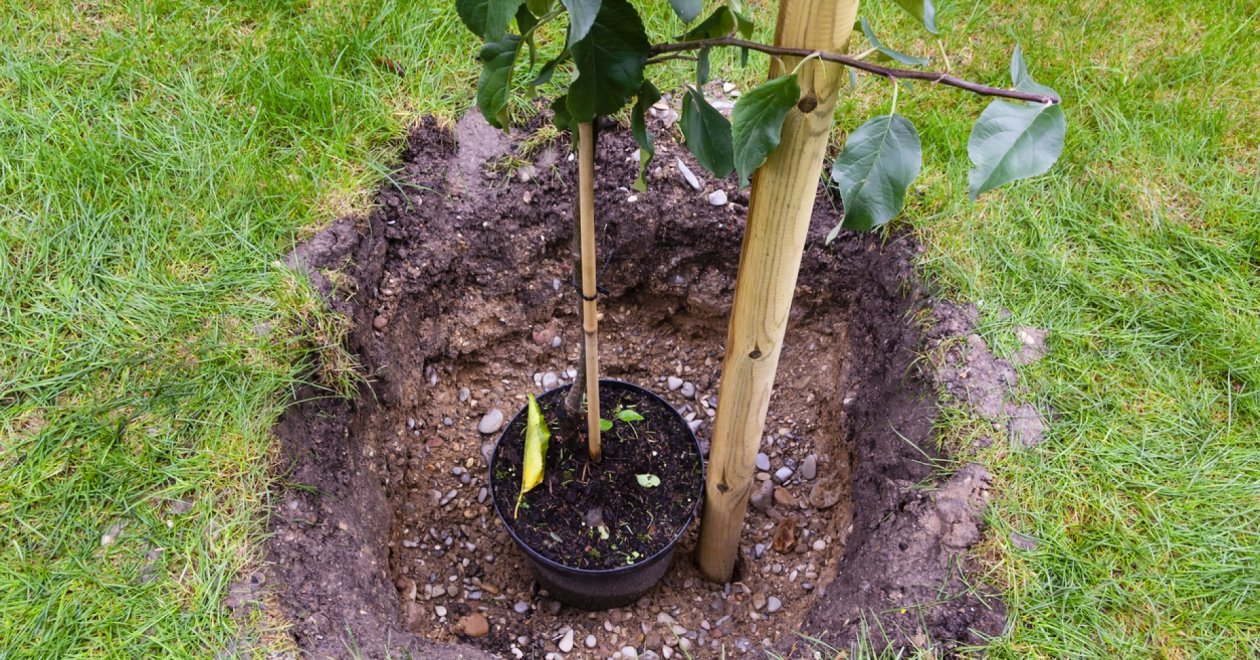 Gyümölcsfa ültetése ősszel? Szakértői tanácsok a sikeres ültetéshez