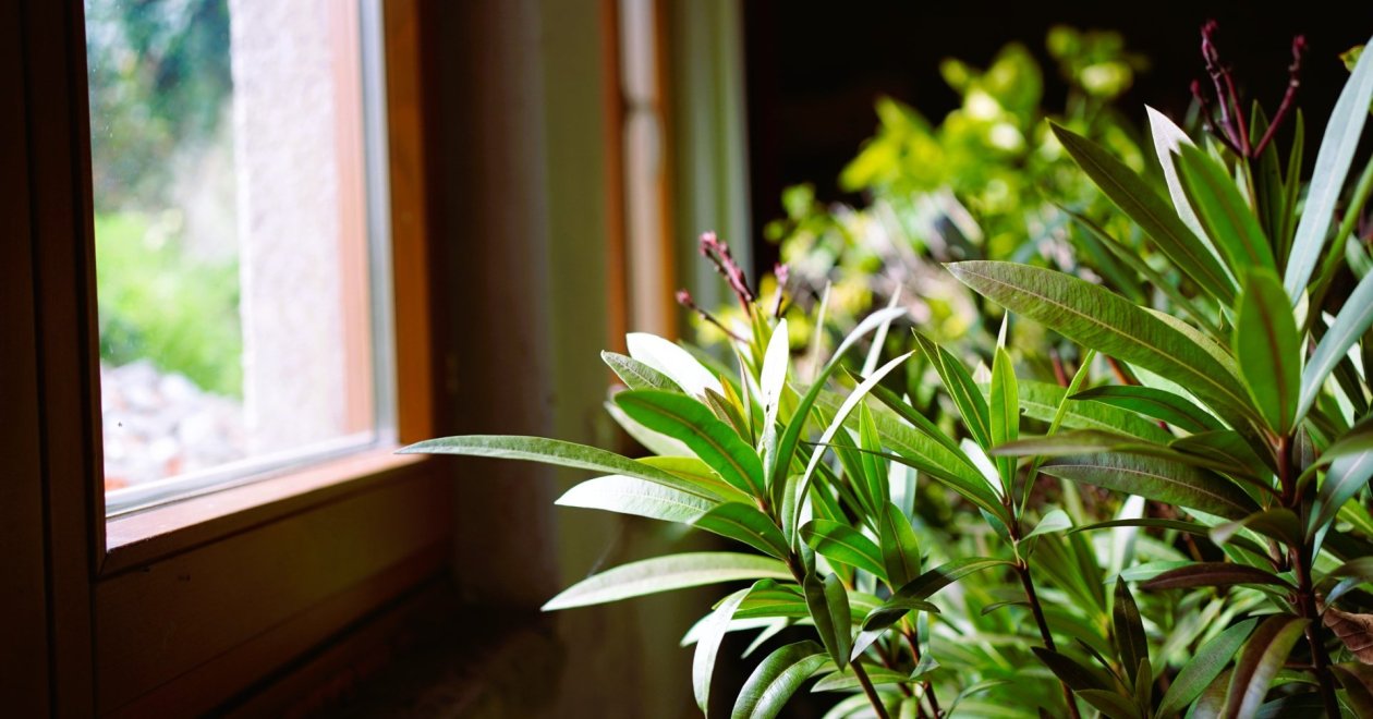A leander téliesítése: így érdemes agrárszakértői tanácsok alapján