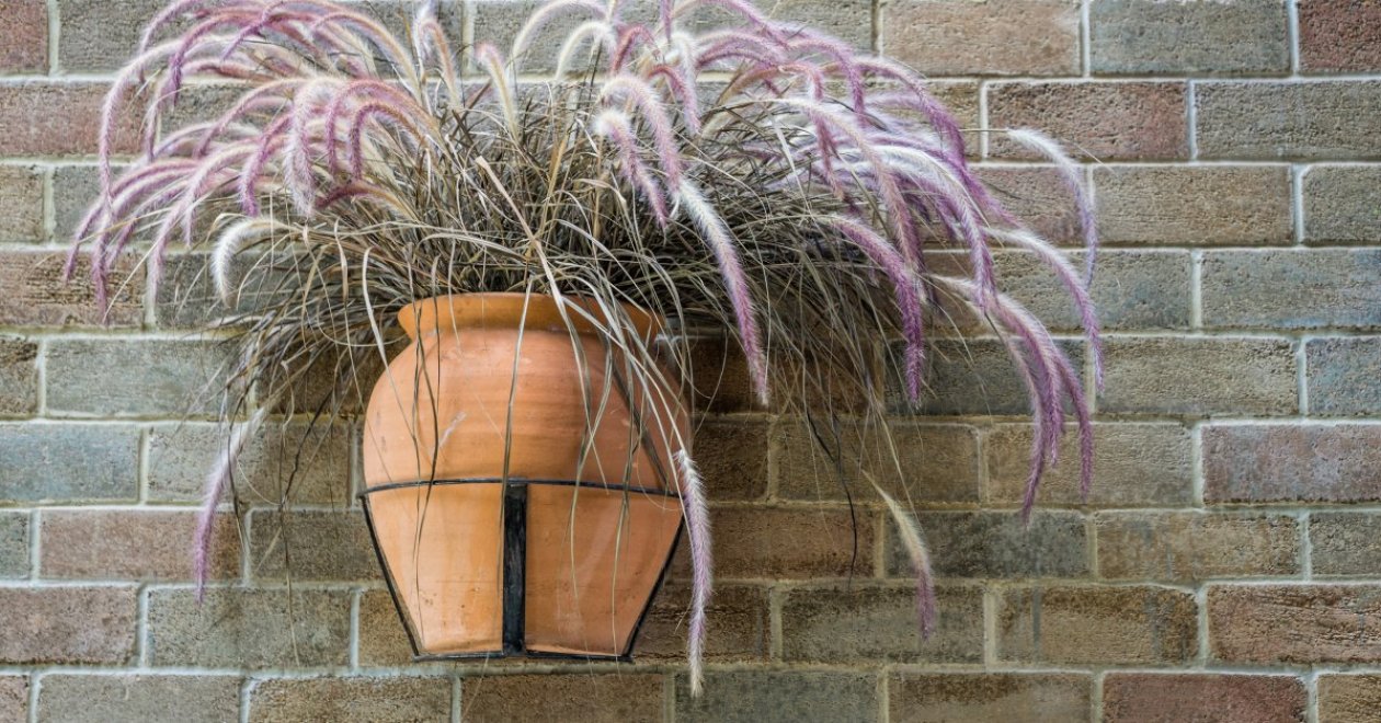 Dekoratív tollborzfű fajták: könnyen tartható és gondozható díszfüvek