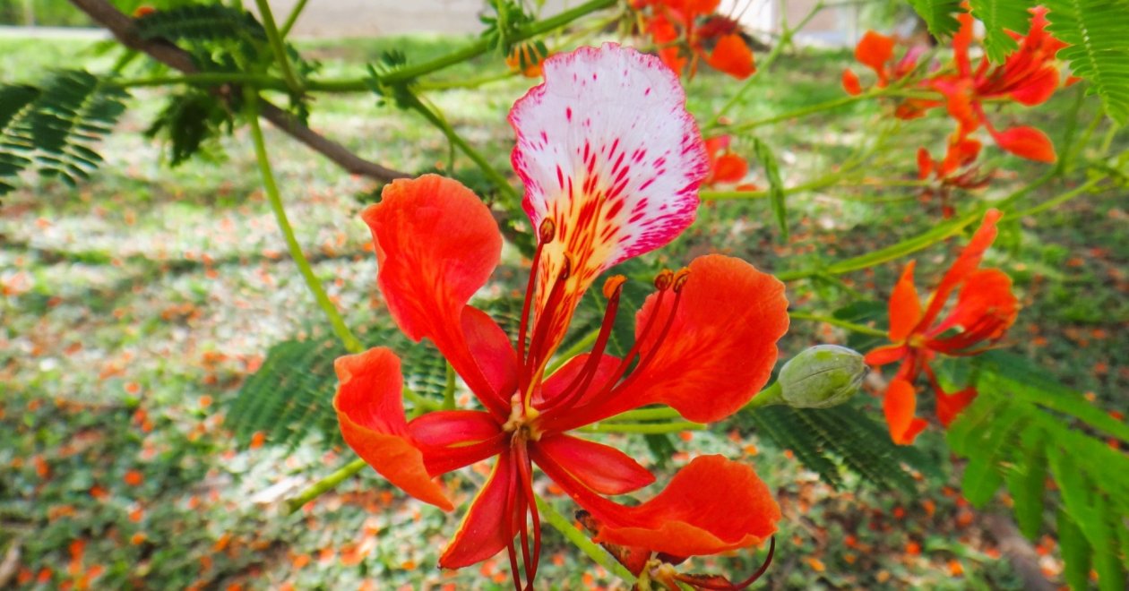 A tűzvirágfa: egy madagaszkári csoda, ami pillanatok alatt megnő