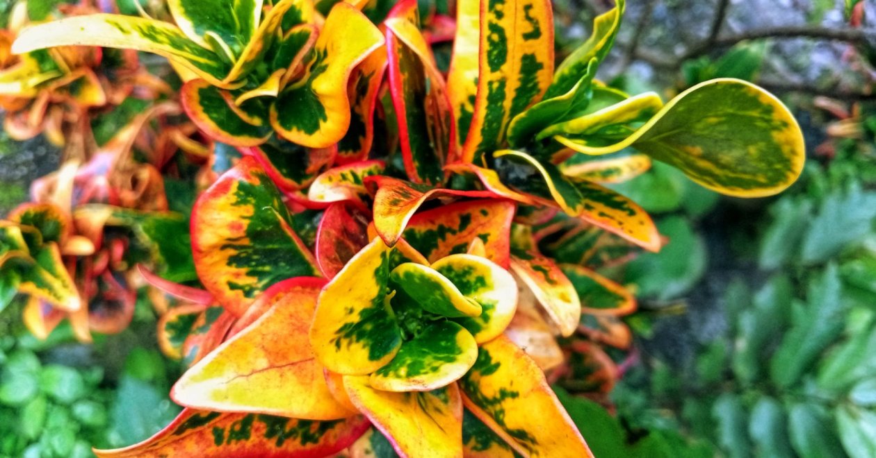 Kroton gondozási tippek: Így segíts neki a legszebb színekben ragyogni