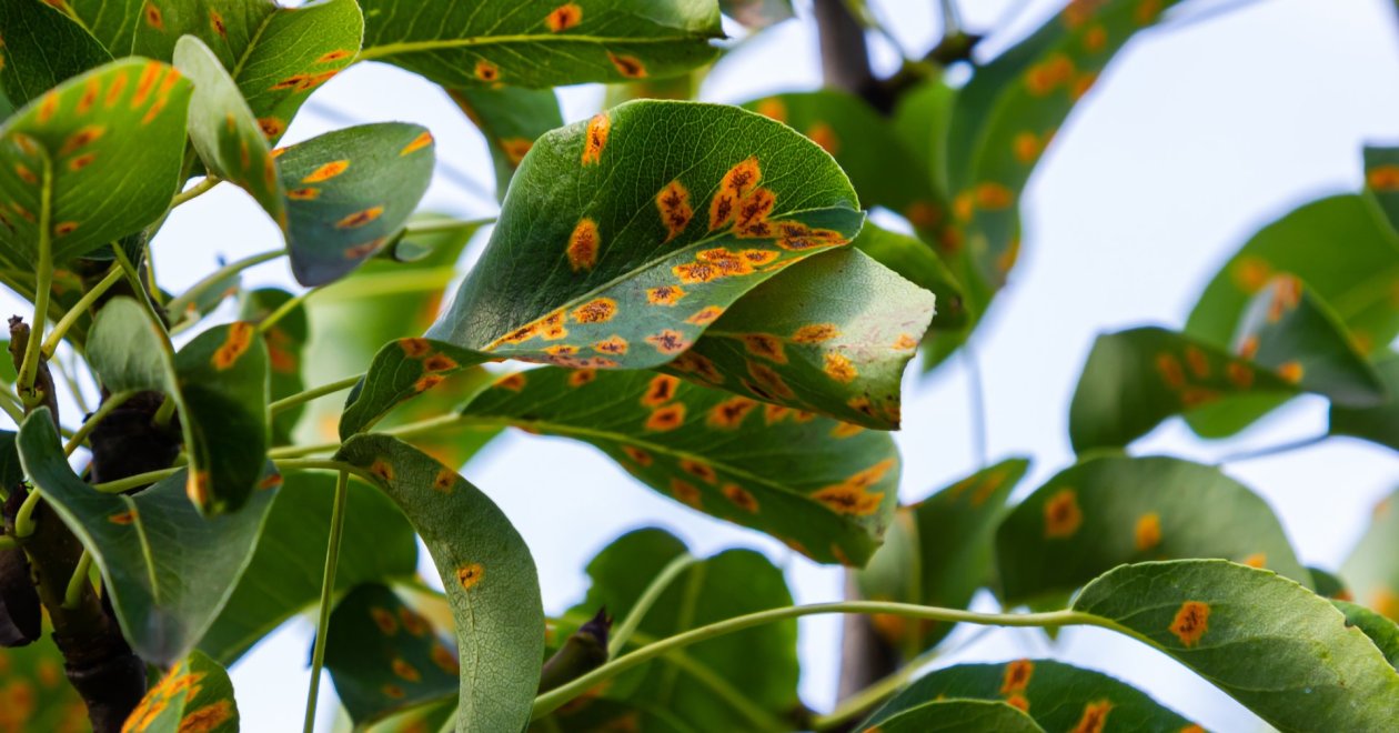 Ne hagyd kezeletlenül a rozsdagomba fertőzést: tavasszal kiújulhat