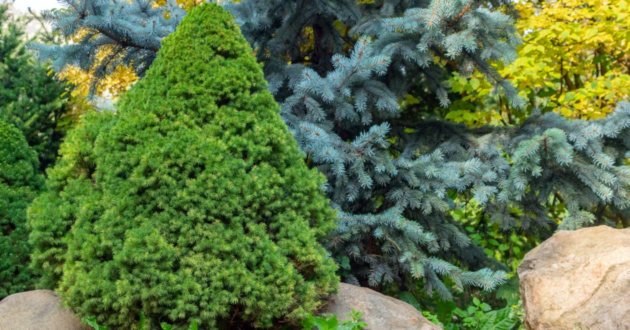 A cukorsüvegfenyő gondozása részletesen: mi tehetünk a barnulás ellen