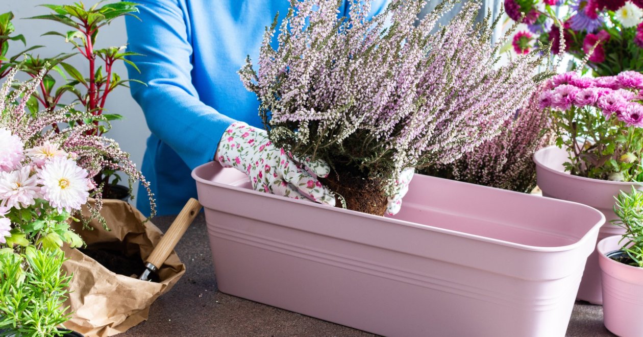 Őszi balkonláda beültetés: 5 hidegtűrő növény és kompozíciós ötletek