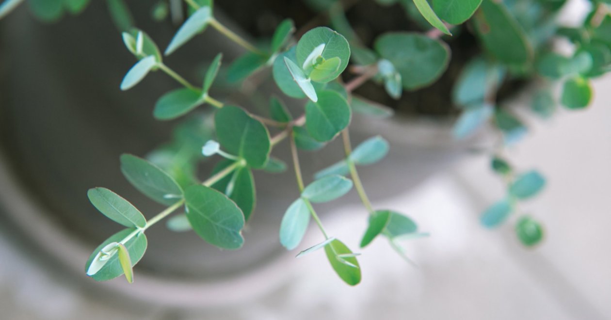 Miért válaszd a havasi eukaliptuszt? Így lehet szép, illatos növényed