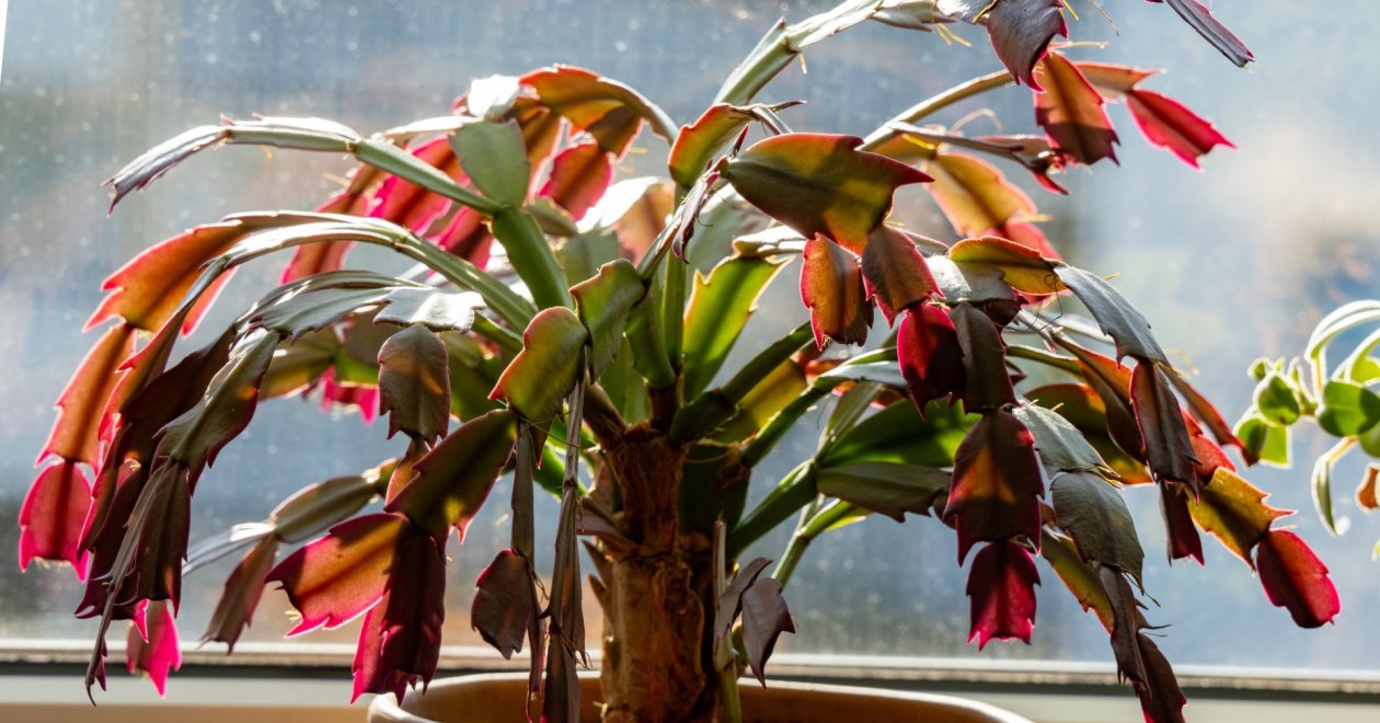 Ha a karácsonyi kaktusz fonnyad: tippek a megmentéséhez