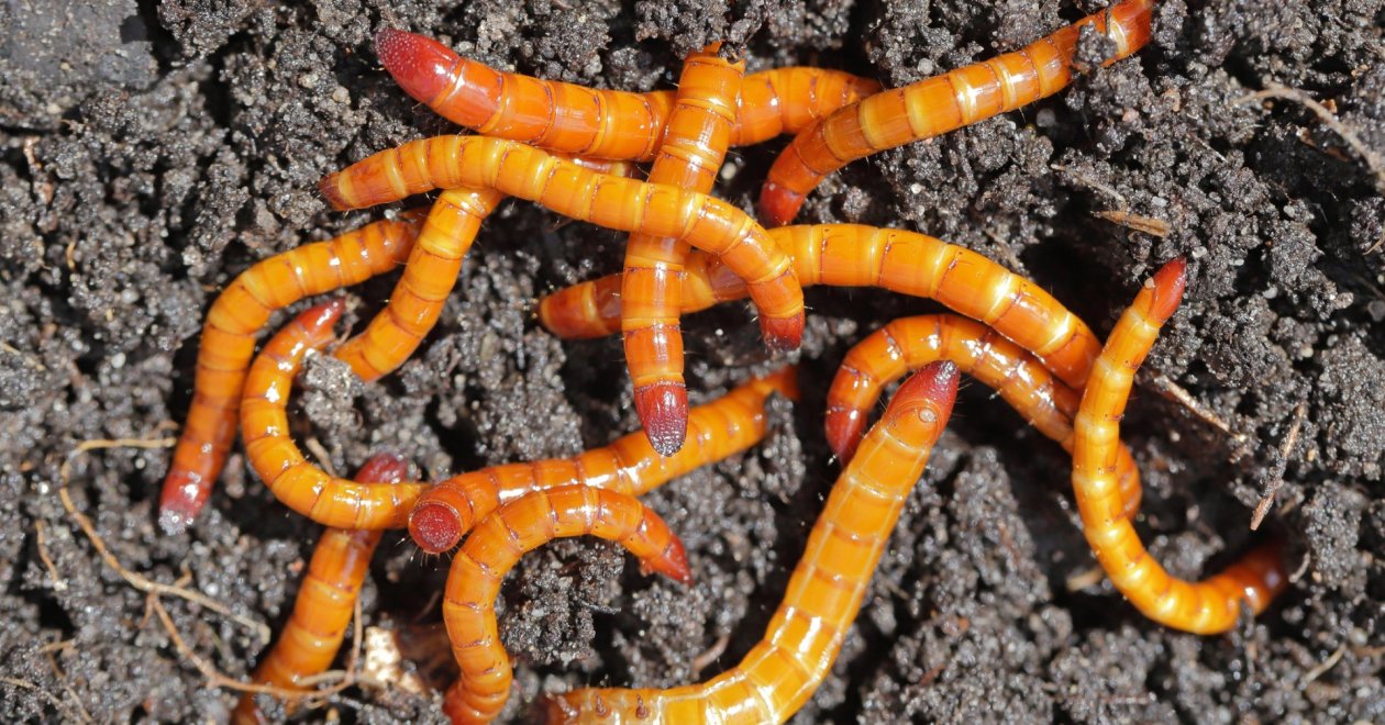 Hatékony talajfertőtlenítő szerek: útmutató a megfelelő választáshoz