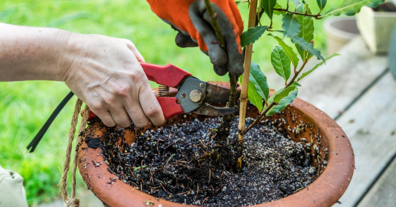 A nemes babér gondozása a kezdetektől: babérlevél otthoni termesztése