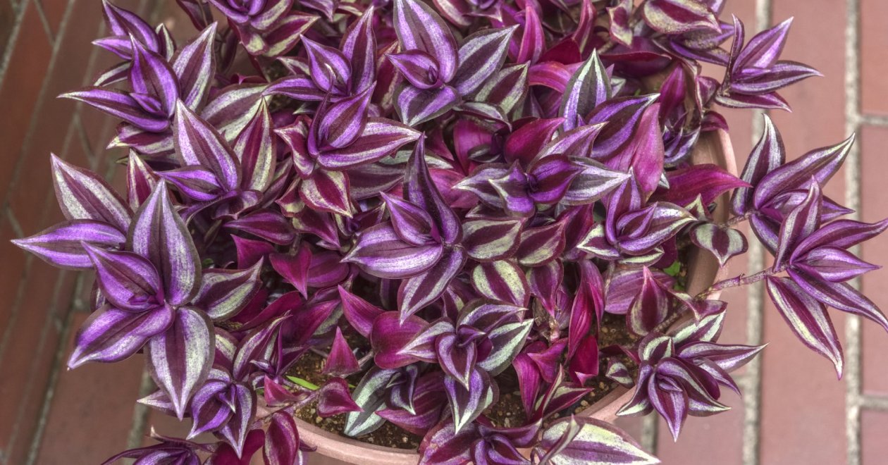 Zebrapletyka gondozása: mikor és hogyan metszd meg hogy dús legyen