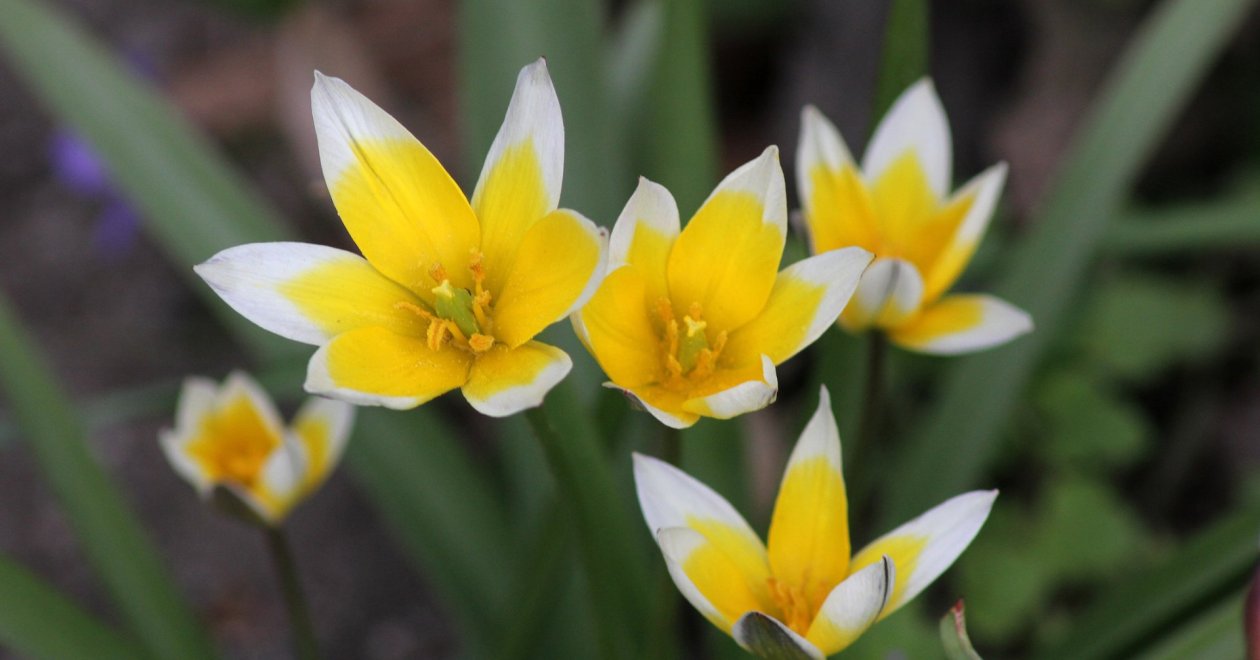 Botanikai tulipán vagy törpe tulipán? Ismerd meg ezeket a vad fajtákat