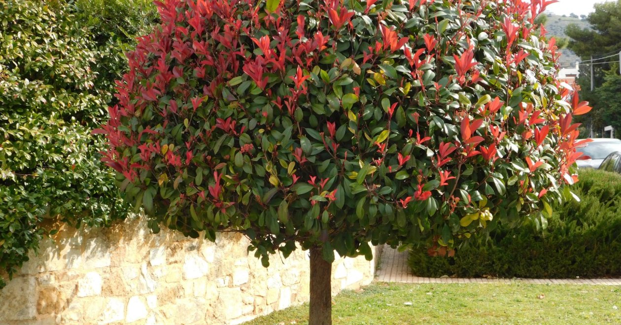 Ezek a legszebb díszfák, amiket most minden kerttulajdonos szeretne