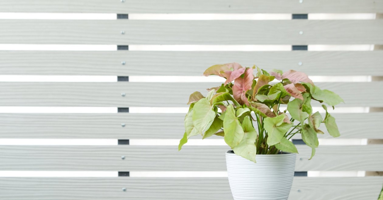 Probléma a nyíllevéllel? Így tarthatod egészségesen ezt a szobanövényt